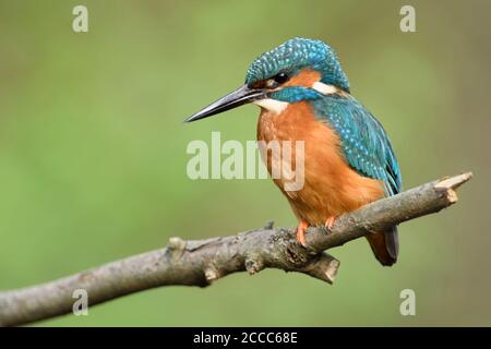 Kingfisher / Eisvogel ( Alcedo atthis ) maschio adulto in primavera sulla sua lookout, appollaiato su un ramo, close-up, vista laterale dettagliata, la fauna selvatica, l'Europa. Foto Stock