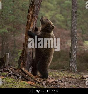 Unione orso bruno / Europaeischer Braunbaer ( Ursus arctos ), giocoso giovani cub, in piedi sulle zampe posteriori di fronte a un vecchio albero, sembra carino e divertente Foto Stock