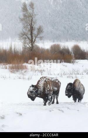 Bisonti americani / Amerikanische bisonti ( Bison bison ) nelle condizioni più difficili condizioni invernali, coperti di ghiaccio, passeggiate attraverso la neve, Lamar Valley, Yellowstone, W Foto Stock