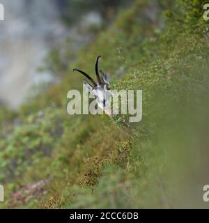 Il camoscio / Gaemse ( Rupicapra rupicapra ), maschio adulto, nascondere, guardando al di fuori della tipica vegetazione alpina, arbusto, in corrispondenza di un ripido pendio nelle alpi svizzere, Europa Foto Stock