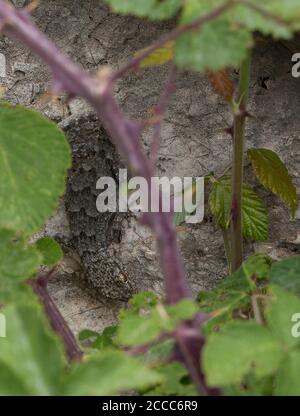 Gecko di Kotschy, Mediodactylus kotschyi, nascosto sotto una foglia su un muro Foto Stock