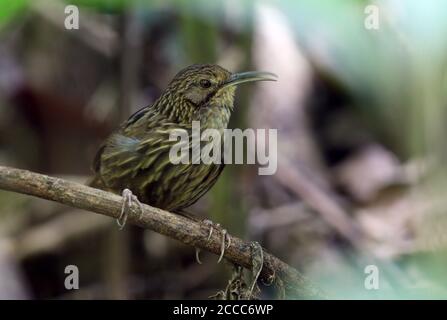 Wren Babbler (Rimator malacoptilus), uomo che canta, arroccato su un ramo della sottobosco foresta di montani nel santuario della fauna selvatica dell'Eaglenest, Aru Foto Stock