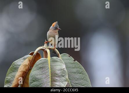 Rufous-ventilato Yuhina (Yuhina occipitalis) arroccato nell'Himalaya orientale. Foto Stock