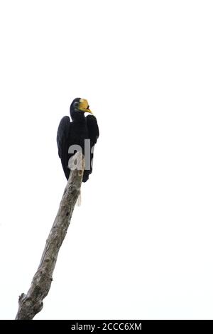 Hornbill (Rhabdotorrhinus corrugatus) arroccato su un ramo esposto lungo il fiume Kinabatangan, Sabab, Malesia. Foto Stock