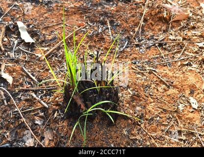 l'immagine mostra piante morte e bruciate che si innalzano dalle ceneri come una fenice. Ciò dimostra che la natura ha un modo di risolvere le cose. Foto Stock