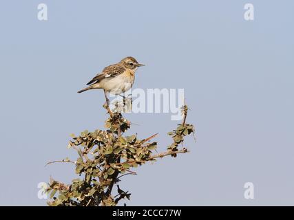 Chat di bush dal colore bianco (Saxicola macrorhynchus), o di bushchat di Stoliczka. Arroccato su un piccolo cespuglio nel Parco Nazionale del deserto in India. Foto Stock