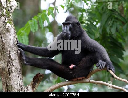 Celebes crested o Sulawesi crested macaque (Macaca nigra) arroccato su un albero Foto Stock