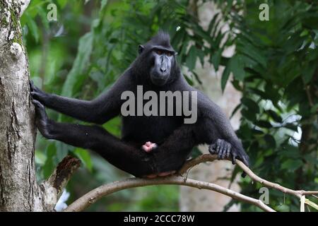 Celebes crested o Sulawesi crested macaque (Macaca nigra) appollaiato con gambe larghe in un albero Foto Stock