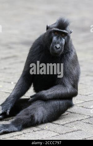 Celebes crested o Sulawesi crested macaque (Macaca nigra) appollaiato sulla strada Foto Stock