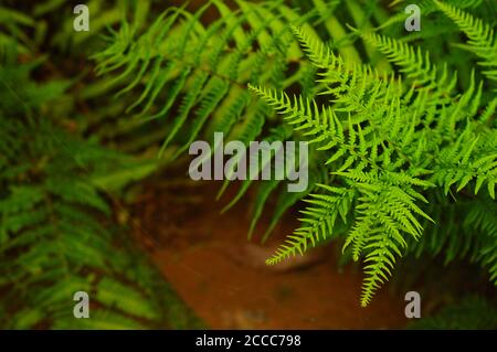 Le foglie di Fern sono disponibili in un'abbondanza di colori, forme e dimensioni, dalla semplice foglia di osta a forma di cuore a una foglia filigrana decorativa. Foto Stock