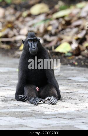 Celebes crested o Sulawesi crested macaque (Macaca nigra) appollaiato sulla strada Foto Stock