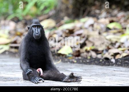 Celebes crested o Sulawesi crested macaque (Macaca nigra) appollaiato sulla strada Foto Stock