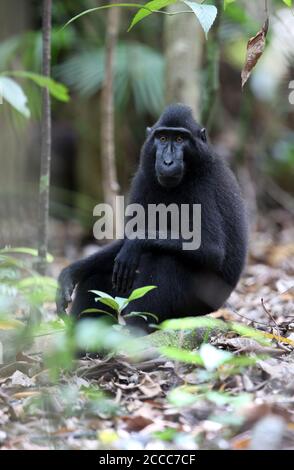 Celebes crested o Sulawesi crested macaque (Macaca nigra) arroccato su un albero e guardare Foto Stock