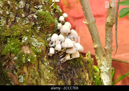 Quando funghi o conk, anche chiamati bratta o mensola, crescono sulla corteccia dell'albero, è solitamente un segno che l'albero è infettato con un patogeno che induce marciume. Foto Stock