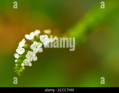 primo piano di un bel fiore bianco su una pianta con una piccola parte a fuoco. L'immagine consente lo spazio per il testo. Questi fiori sono molto piccoli e la pianta i Foto Stock