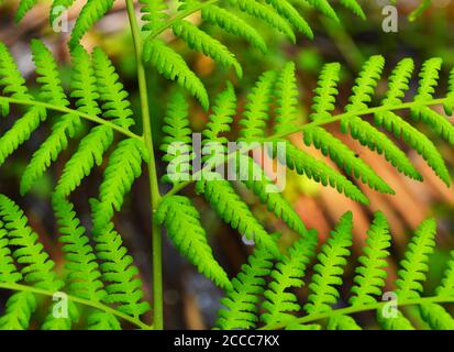 Le foglie di Fern sono disponibili in un'abbondanza di colori, forme e dimensioni, dalla semplice foglia di osta a forma di cuore a una foglia filigrana decorativa di una F. Foto Stock