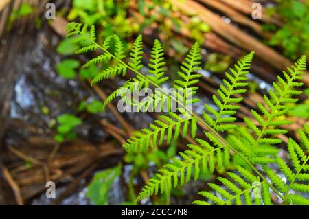 Le foglie di Fern sono disponibili in un'abbondanza di colori, forme e dimensioni, dalla semplice foglia di osta a forma di cuore a una foglia filigrana decorativa Foto Stock