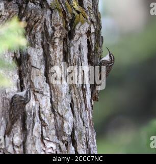 Due Treecreeepers (Certhia himalayana) in foresta di montani in India. Conosciuto anche come treecreeper Himalayano. Foto Stock