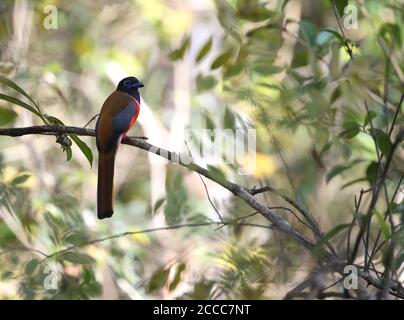 Maschio Malabar Trogon (Harpactes fascciatus) arroccato su un ramo nella foresta tropicale in India. Foto Stock