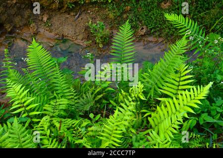 Le foglie di Fern sono disponibili in un'abbondanza di colori, forme e dimensioni, dalla semplice foglia di osta a forma di cuore a una foglia filigrana decorativa Foto Stock