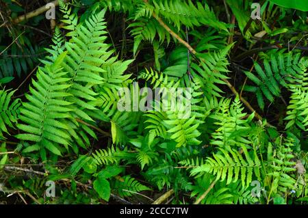 Le foglie di Fern sono disponibili in un'abbondanza di colori, forme e dimensioni, dalla semplice foglia di osta a forma di cuore a una foglia filigrana decorativa Foto Stock
