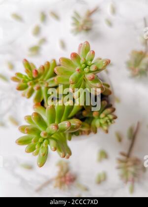 Fagiolini pianta o sedum rubrotinctum aurora pianta e talee su sfondo bianco Foto Stock