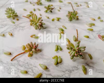 Fagiolo di gelatina o macrotrotinctum di sedum talee di pianta di aurora per propagazione su uno sfondo di marmo bianco Foto Stock