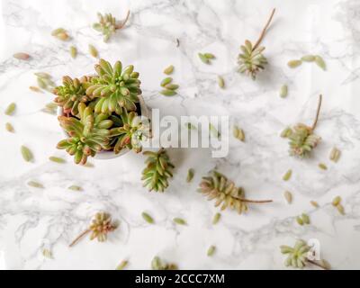 Fagiolini pianta o sedum rubrotinctum aurora pianta e talee su sfondo bianco Foto Stock