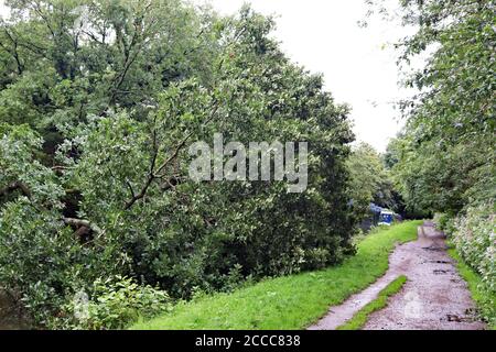 A seguito di una pesante pioggia notturna una grande quercia era caduta attraverso Il canale Leeds e Liverpool nella Douglas Valley Blocking il modo di navigare in barca Foto Stock