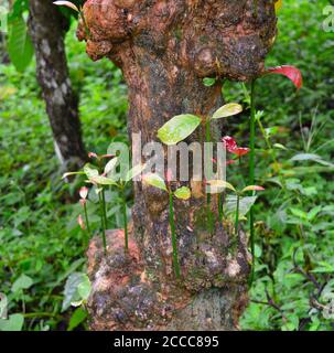 le foglie tenue di una pianta di caffè sono viste in diverse sfumature di rosso e rosa. Questi rami che crescono vertiginosamente sono generalmente potati. Come questi possono crescere Foto Stock