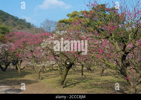 Kagawa, Giappone - Giardino di Ritsurin a Takamatsu, Kagawa, Giappone. Il Ritsurin Garden è uno dei giardini storici più famosi del Giappone. Foto Stock