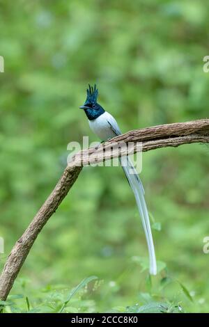 Asia Paradise Flycatcher, Terpsifone paradisi, Karnataka, India Foto Stock