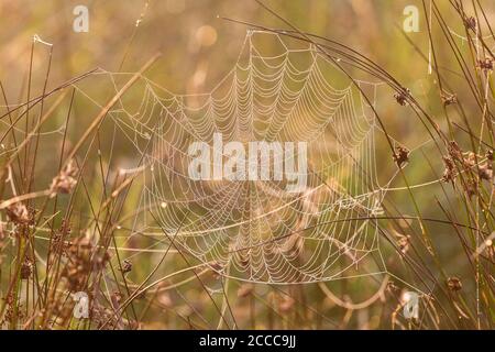 Rugiada sul ragnatela nell'erba Foto Stock