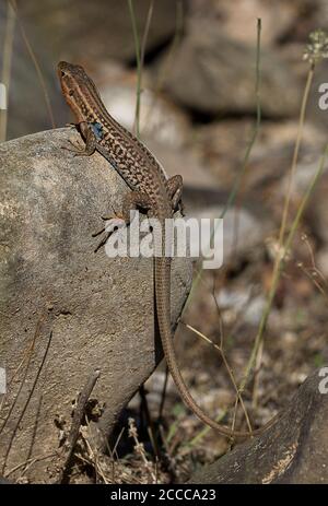 Lizard murale Peloponneso maschile, Podarcis peloponnesiacus su una roccia Foto Stock