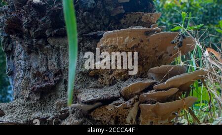 Un vecchio ceppo di albero coperto in muschio e fungo. Vista come la luce del sole splende attraverso le foglie della foresta spessa. Foto Stock