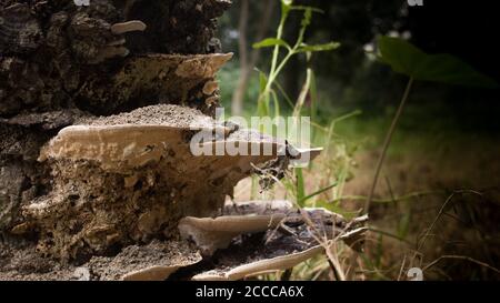 Primo piano di Fungo naturale o funghi su un tronco-foresta di alberi. Il tronco di un albero morto naturale è coperto di fungo Foto Stock