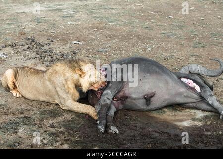 Leone africano dopo la caccia mangiare bufalo Kenia Foto Stock
