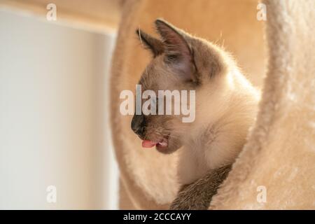 Vista laterale di un bel gattino siamese che lecca una casa di gatti Foto Stock