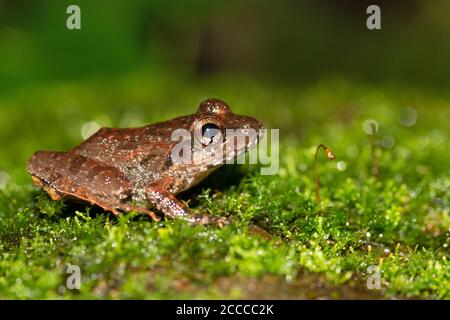 Rana di cricket su muschio, Fejervarya sp., Goa, India Foto Stock