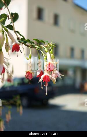 Colpo verticale di fiori di fucsia Foto Stock