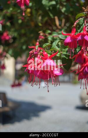 Colpo verticale di fiori di fucsia Foto Stock