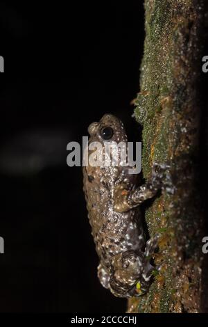 Ramanella mormorata, Matheran, Maharashtra, India. Rana puntinata indiana, ramanella marmorizzata, rana a bande scure e rana globulare chiazzata, una specie di narr Foto Stock