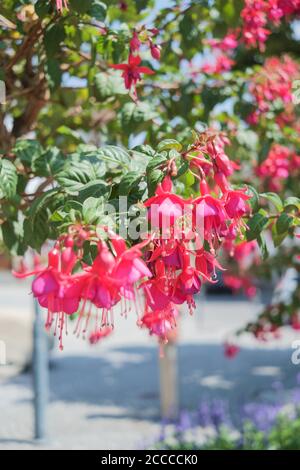 Colpo verticale di fiori di fucsia Foto Stock