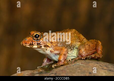 Rana di cricket su roccia, Fejervarya sp., Pune, Maharashtra, India Foto Stock