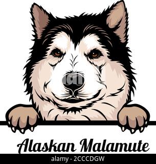 Alaskan Malamute - Color Peeking Dogs - razza faccia testa isolato su bianco Illustrazione Vettoriale