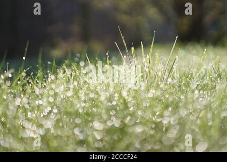 Gioielli di rugiada su lame verdi di erba Foto Stock