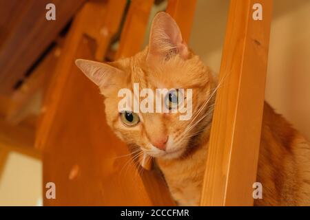 Un giovane gatto di zenzero europeo Shorthair all'interno di un edificio Foto Stock