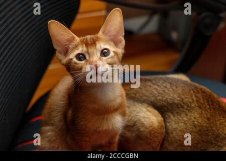 Gatto abissino, gattino seduto su una sedia da ufficio Foto Stock