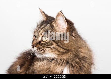 Carino gatto siberiano su sfondo bianco Foto Stock