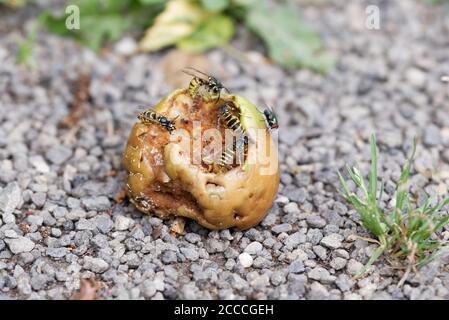 wasps su una mela che rotola eccessivamente matura sul terreno Foto Stock